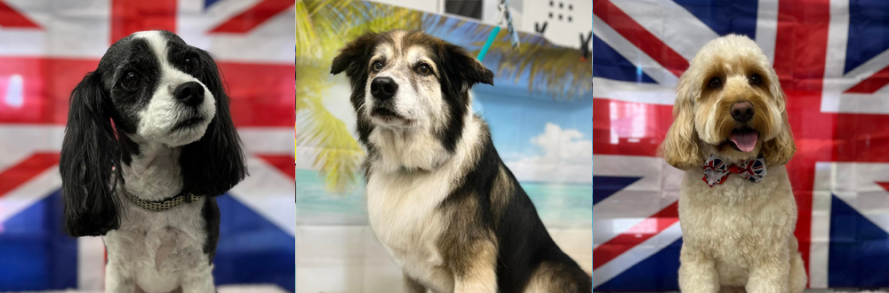 Grooming photos