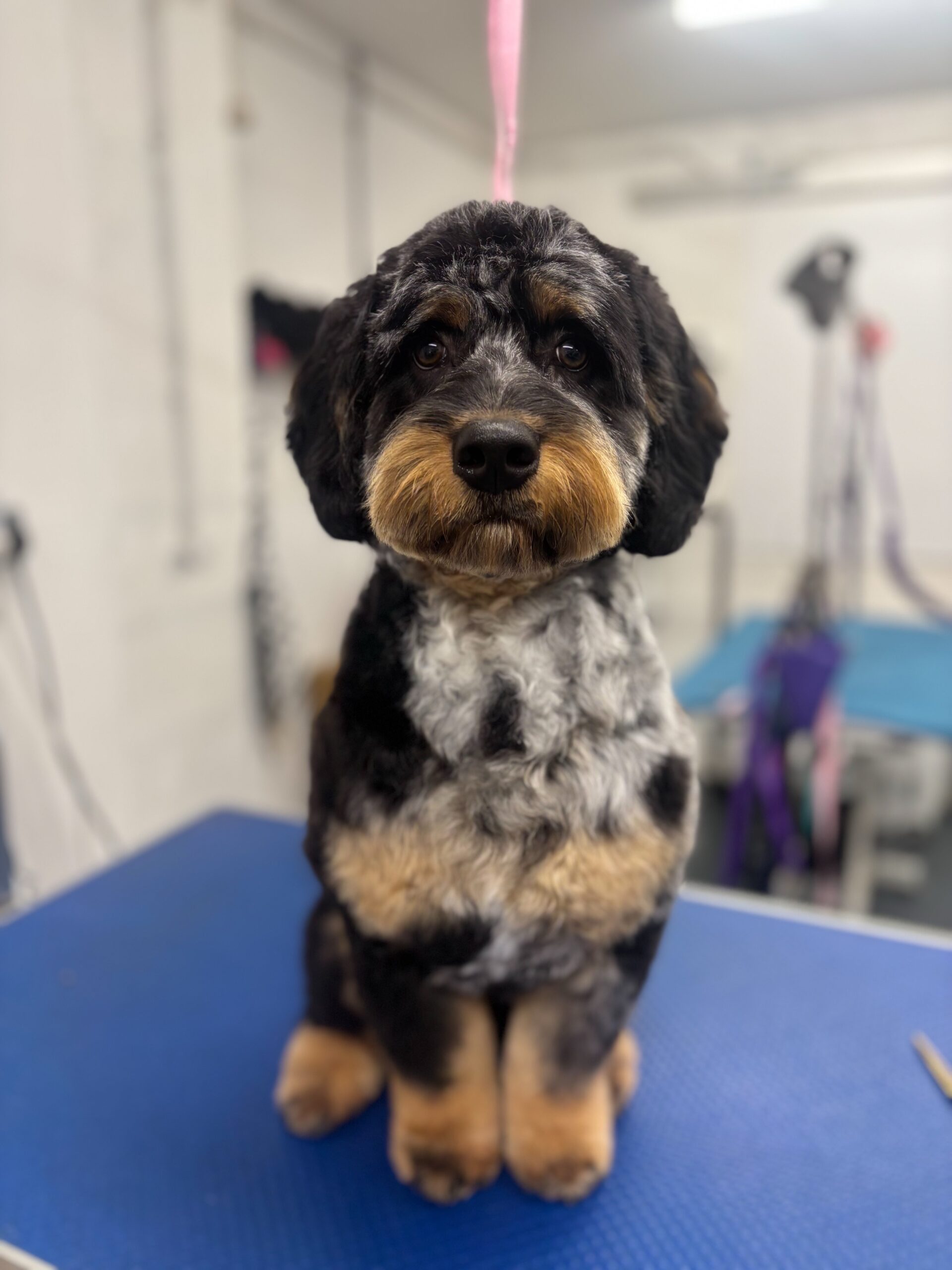 dog grooming services